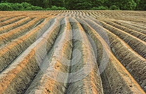 Potato field