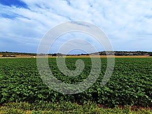 Potato field in the beginning of cultivation. Farmland plantation landscape. Organic farm products, agriculture concept.
