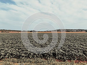 Potato field in the beginning of cultivation. Organic farm products, agriculture concept. Farmland plantation landscape.