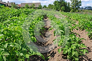 Potato field in countryside