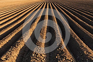 Potato field in the early spring with the sowing rows running to