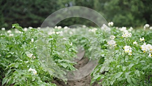 potato field flowering. Cultivation of solanaceous crops. close-up, selective focus