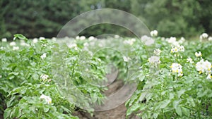 potato field flowering. Cultivation of solanaceous crops. close-up, selective focus