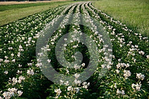 Potato field in flowering time