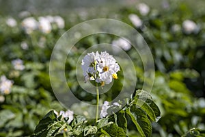 Potato field with green bushes of flowering potatoes