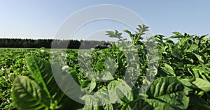 Potato field with green bushes of flowering potatoes