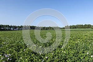 Potato field with green bushes of flowering potatoes