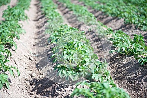 Potato field with green shoots of potatoes