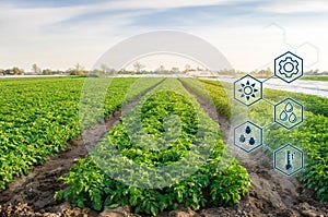 Potato in the field. High technologies and innovations in agro-industry. Study quality of soil and crop. Scientific work and