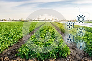 Potato in the field. High technologies and innovations in agro-industry. Study quality of soil and crop. Scientific work and photo