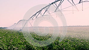 Potato field irrigated by pivot sprinkler system. modern watering, irrigation system technologies in work, on field with