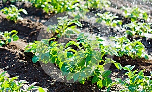 Potato field irrigation sprinkler watering the plants.