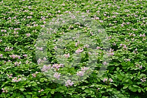 Potato field. Landscape with blooming potatoes. Potato plants with flowers growing in the field. Growing potatoes for