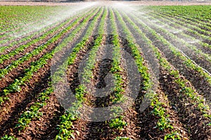 Potato field agriculture