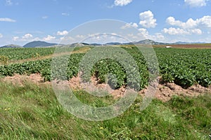 The potato field and the mountains in the background