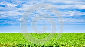 Potato field in PEI