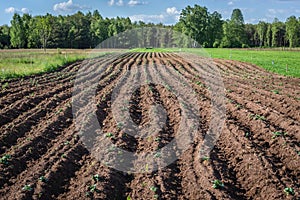 Potato field in Poland