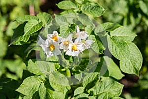 Potato field. Potato flowers among leaves