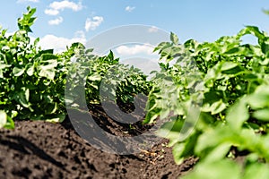 Potato field rows with green bushes, close up.