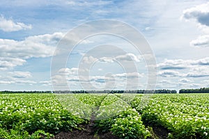 Potato field of Russia