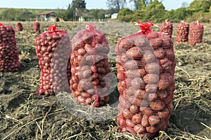 Potato Field With Sacks of Potato