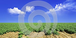 Potato field and sky