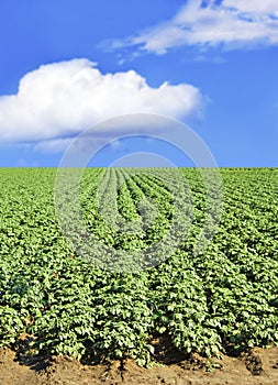 Potato field and sky photo