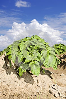 A Potato field with sky and cloud photo