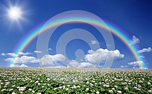 Potato field with sky and rainbow photo