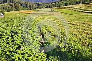 Potato field in Snohy settlement in Polana