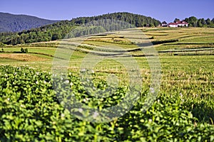 Zemiakové pole na sídlisku Snohy v Poľane