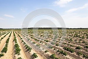 Potato field, spring