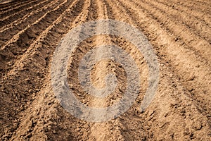 Potato Field In Spring In Countryside Close Up