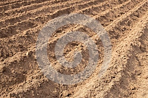 Potato Field In Spring In Countryside Close Up