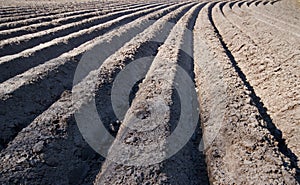 Potato field in spring