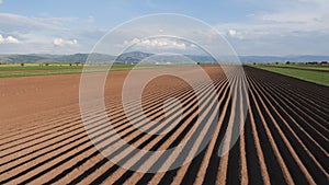 Potato field in spring after sowing - camera moves by the furrows