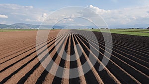 Potato field in spring after sowing - camera rise and reveal the furrows