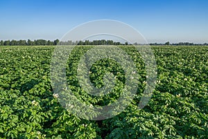 Potato field in summer