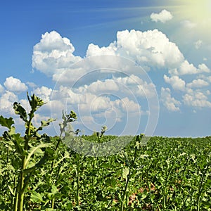 Potato field on sunset under blue sky