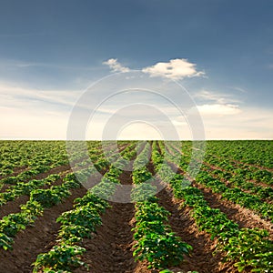 Potato field on a sunset under blue sky