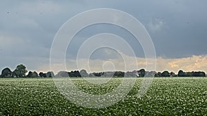 Potato field with trees in the dstance under dark clouds in the Flemish countryside