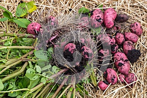 Potato field with tubers in hay soil