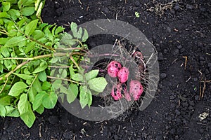 Potato field with tubers in hay soil