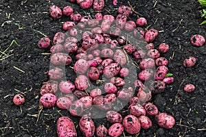 Potato field with tubers in hay soil