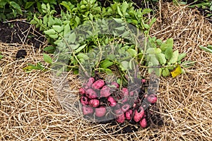 Potato field with tubers in hay soil