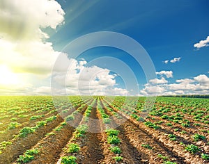 Potato field under blue sky landscape