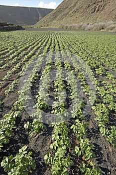 Potato field in volcanic soil, Lanzarote