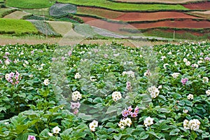 Potato fields with colourful terraced fields 2