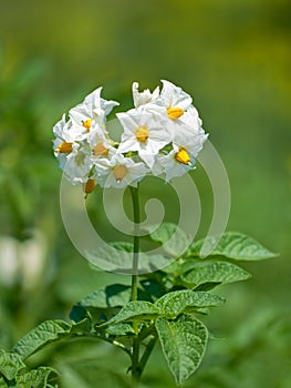 Potato flower