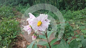 Potato of flower